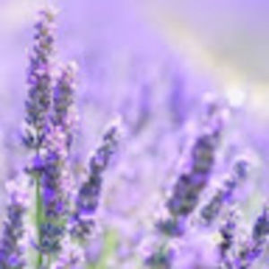 Meet your Posher, Shayna